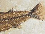 Bargain Mioplosus Fossil Fish - Uncommon Species #20835-3